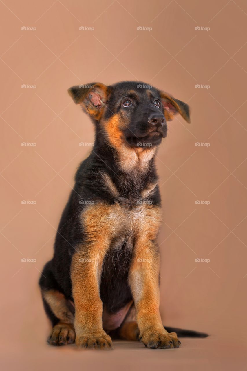 German shepherd puppy on light brown background 