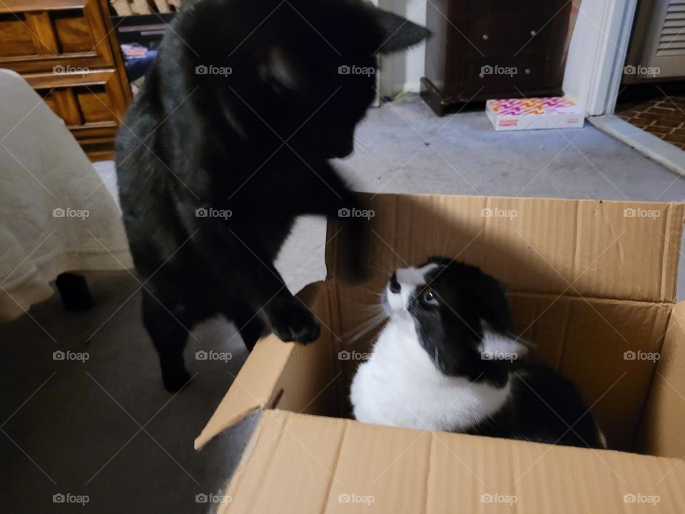 cats n boxes