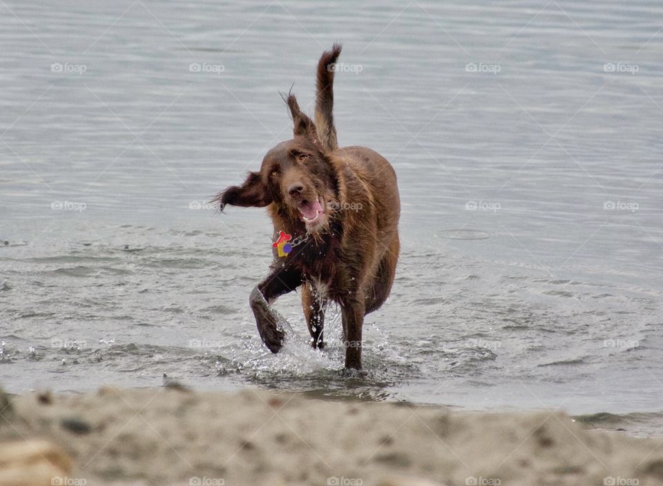 Dog having fun in the ocean