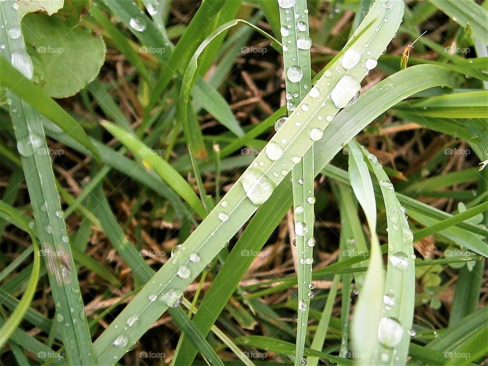 Morning rains