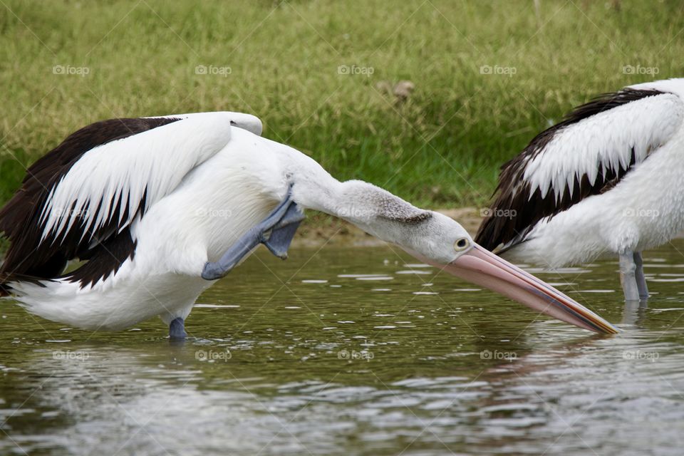 Pelican with outstretched neck an raised right foot