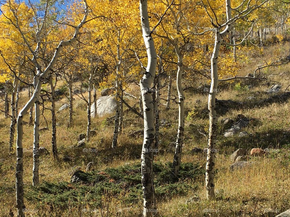 Aspens in fall 3
