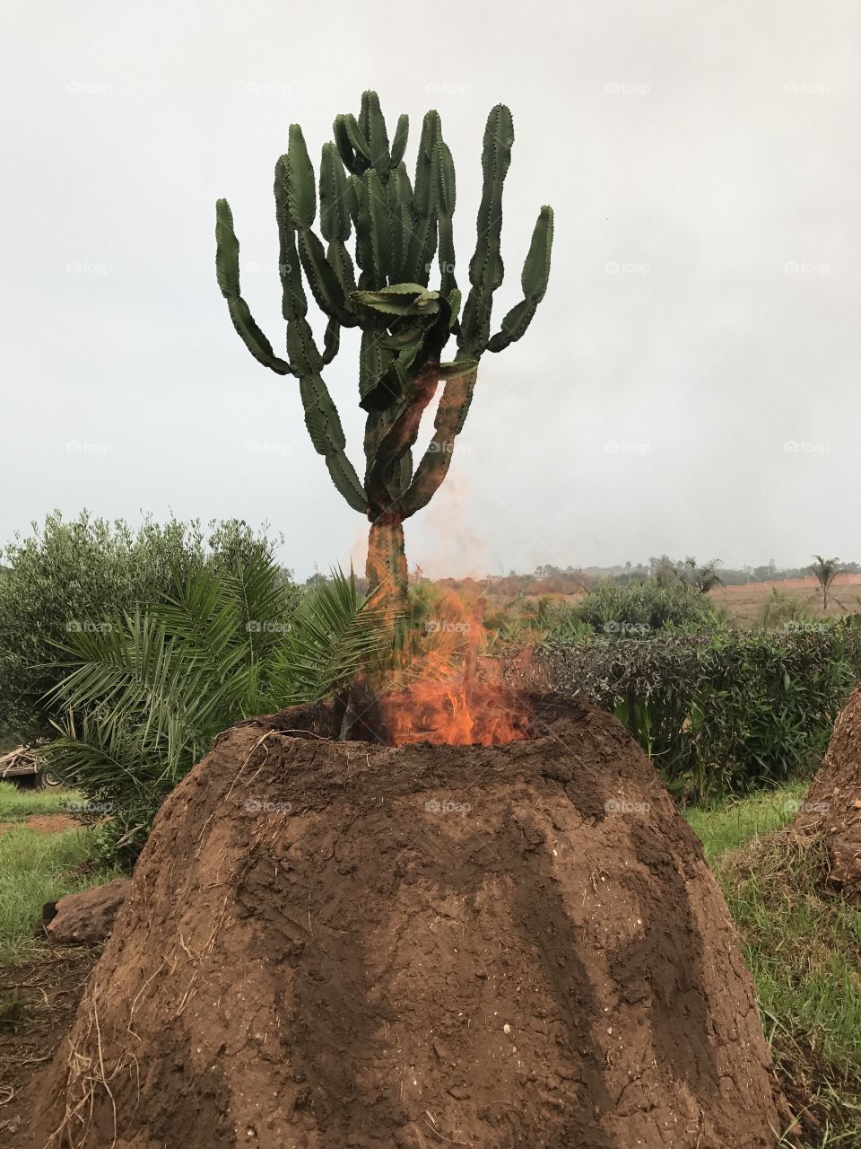 Aloe Vera cactus