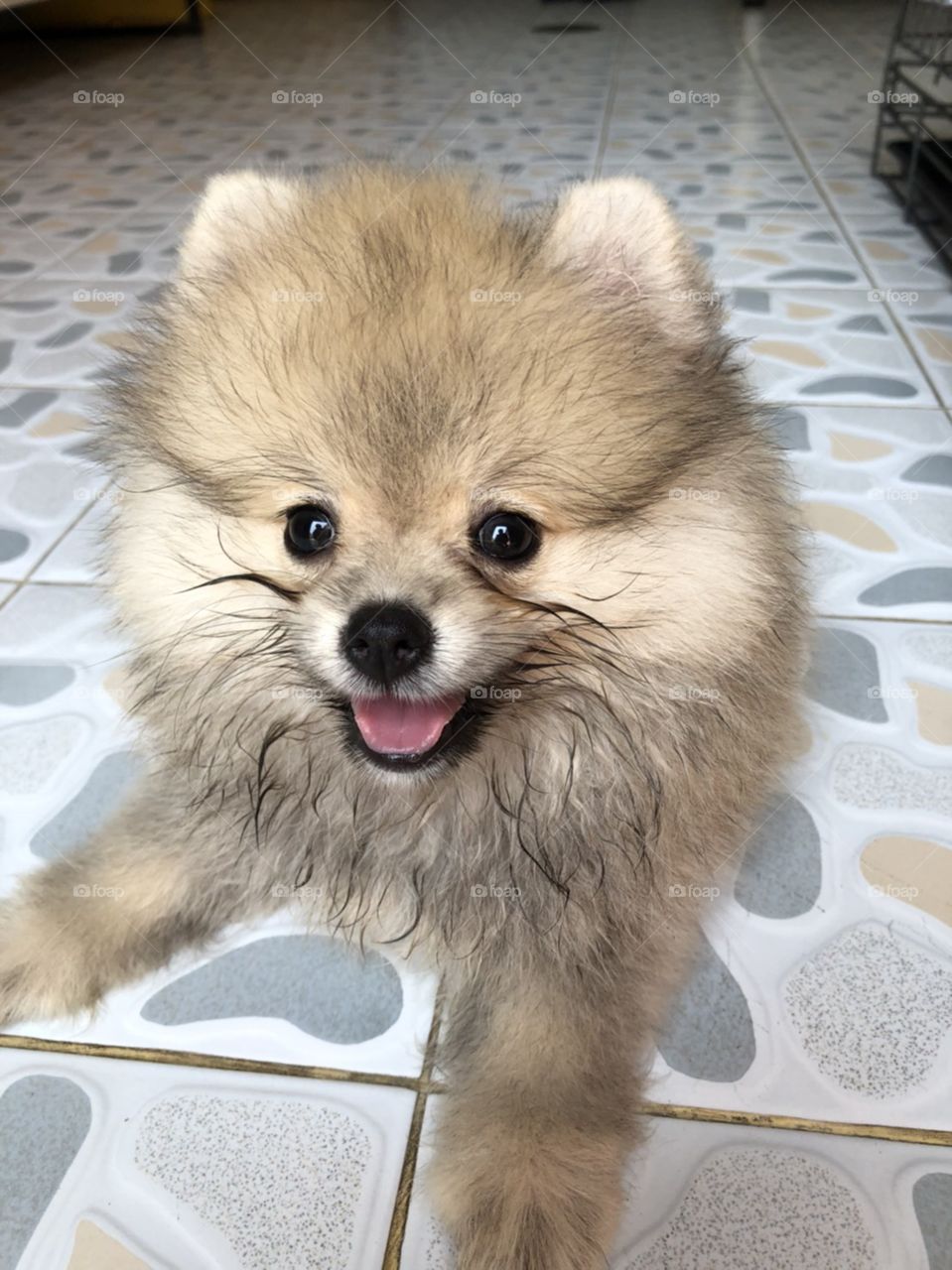 female puppy "pomeranian" is supicious at camera on mobile phone.