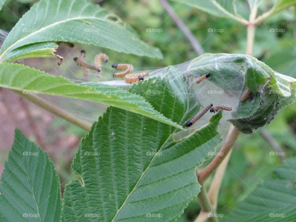 worms housing