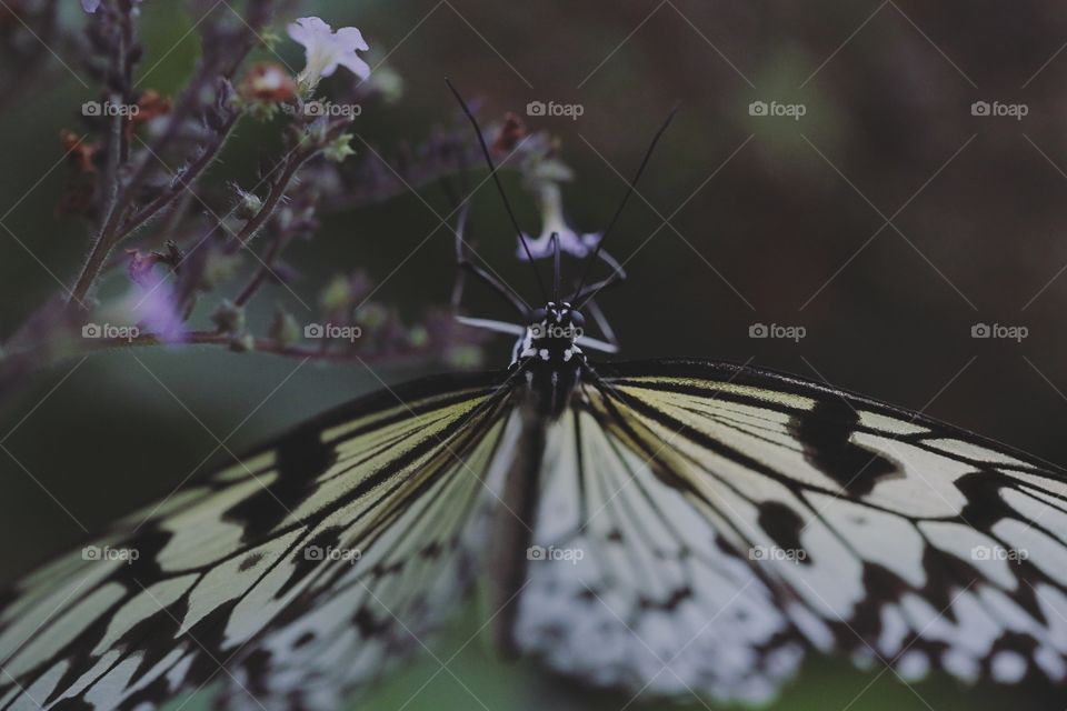 Butterfly, Nature, Insect, No Person, Outdoors