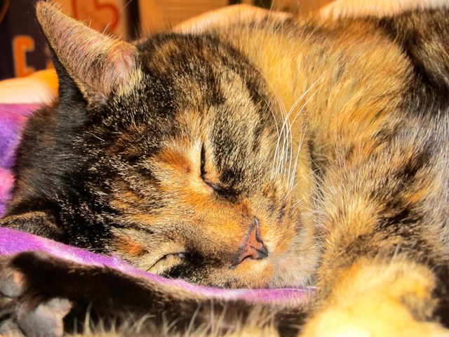 Sleeping Cat