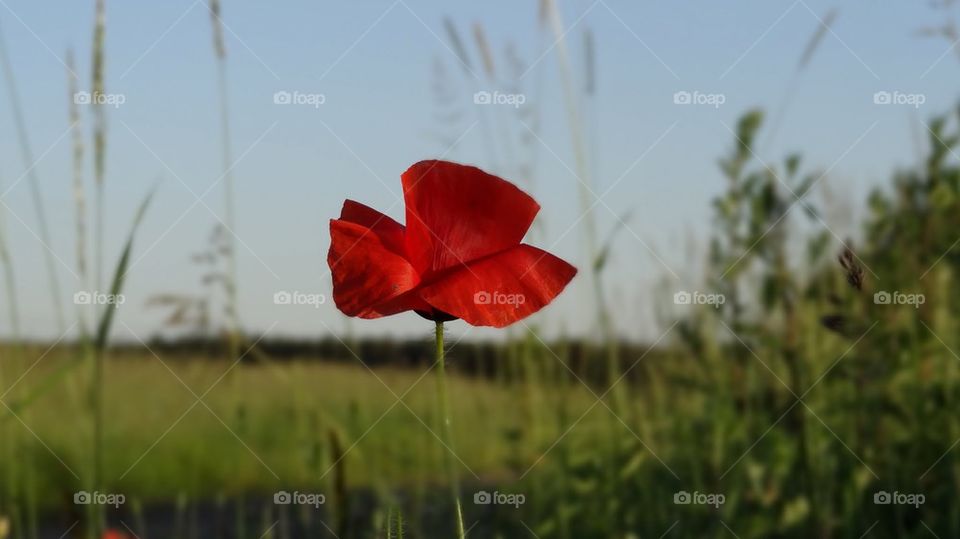 lonely flower