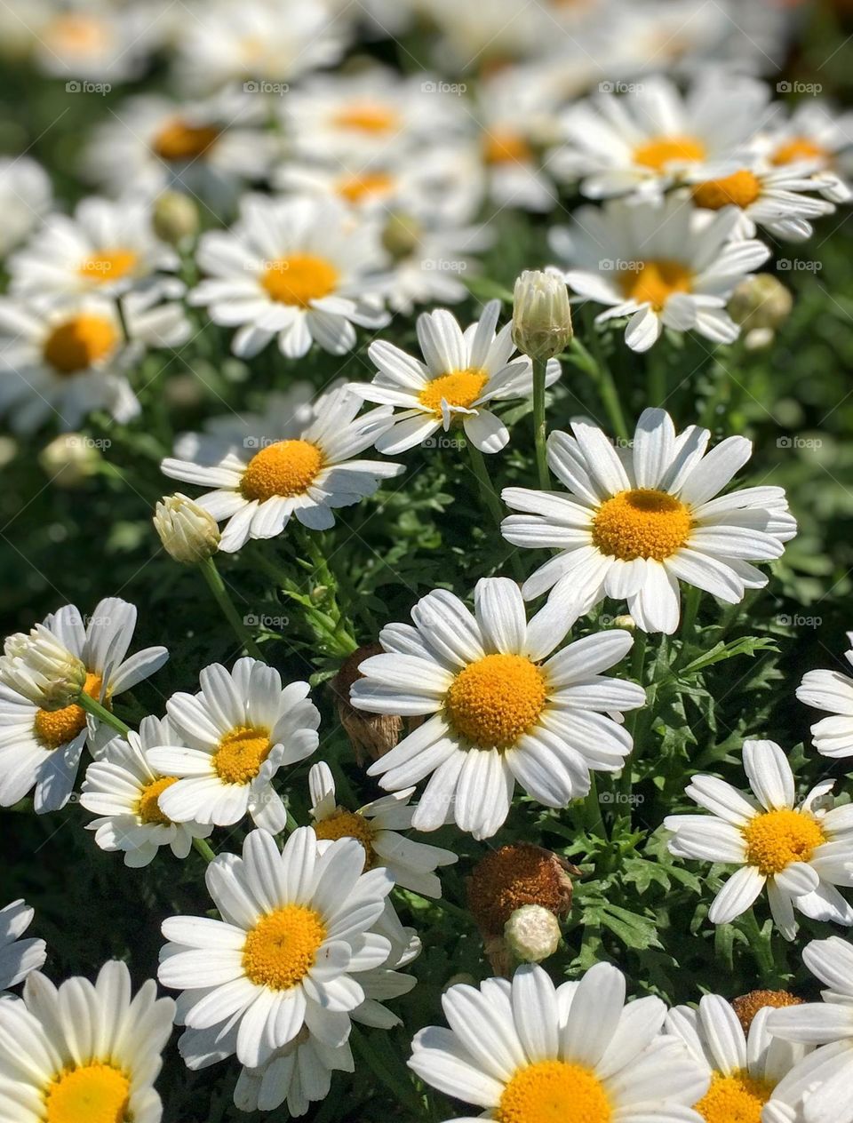 Chamomile flowers