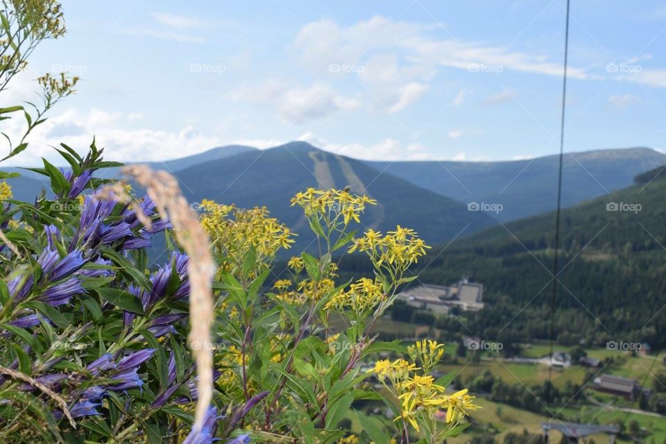 Flowers in the mountains 