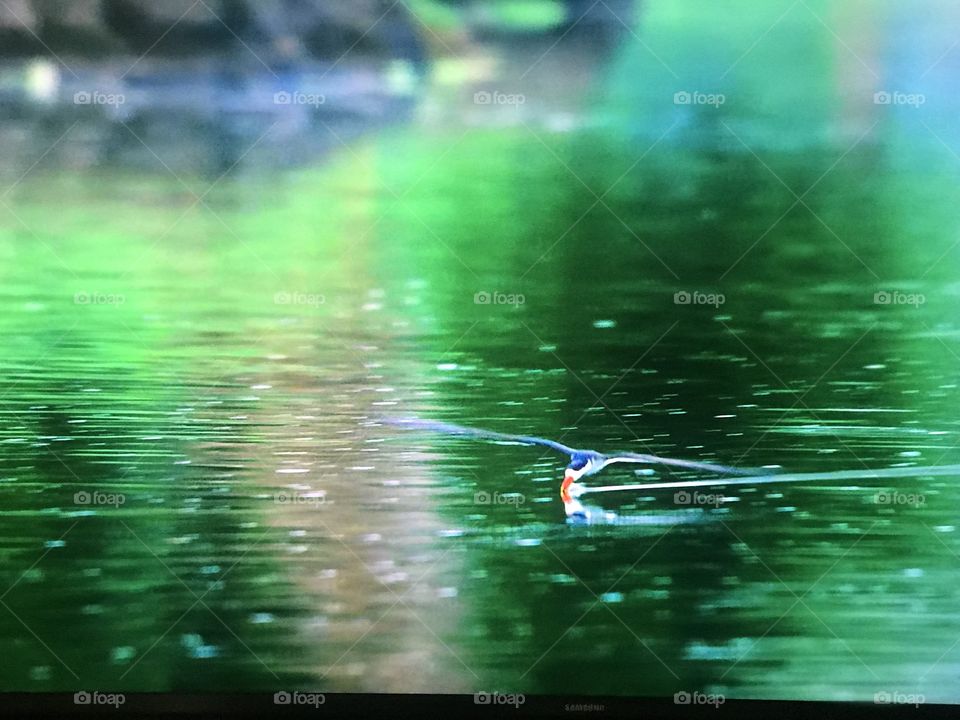 Bird fishing in the pond