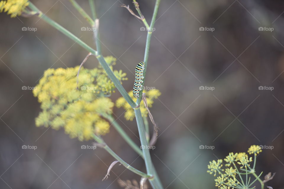 Caterpillar crawling up a stem