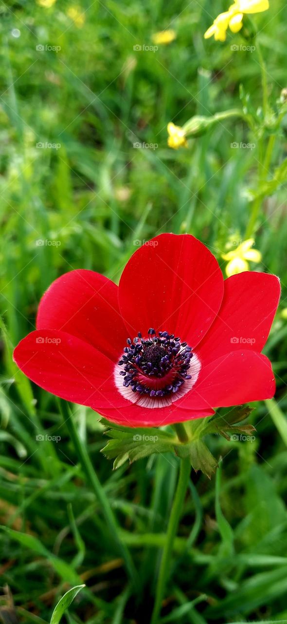 Anemone coronaria