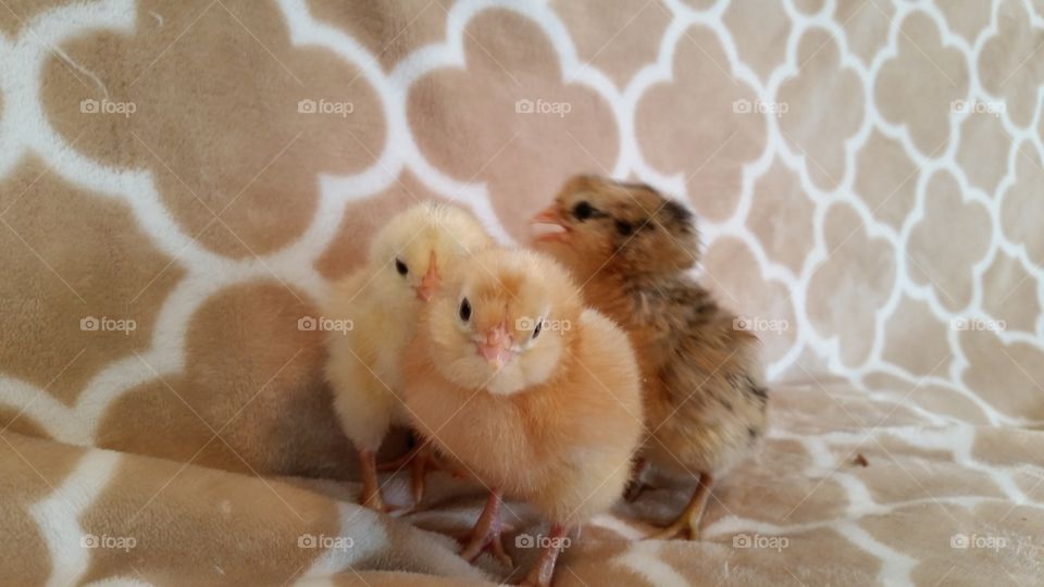 chicks on a blanket