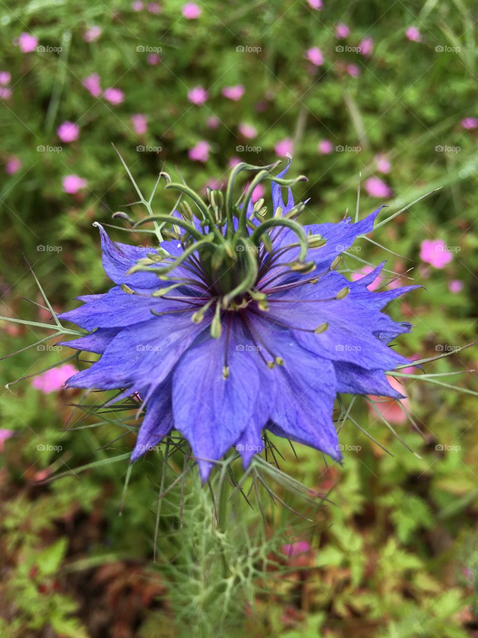 “ Love in a mist “ Nigella flower in lovely blue colour in close up with tiny pink herb Robert cranesbill flowers in the background in my garden