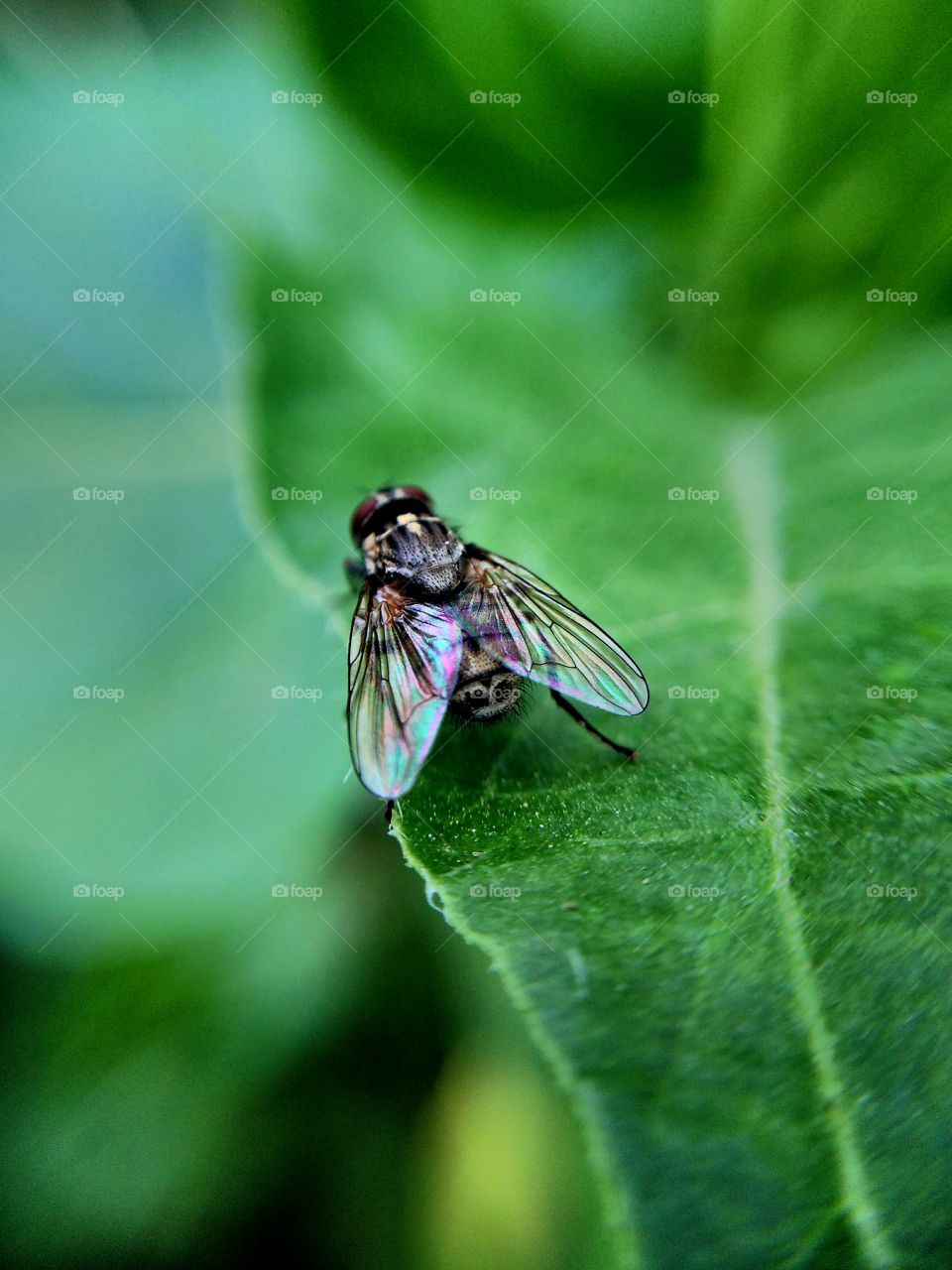 domestic fly,that can fly!