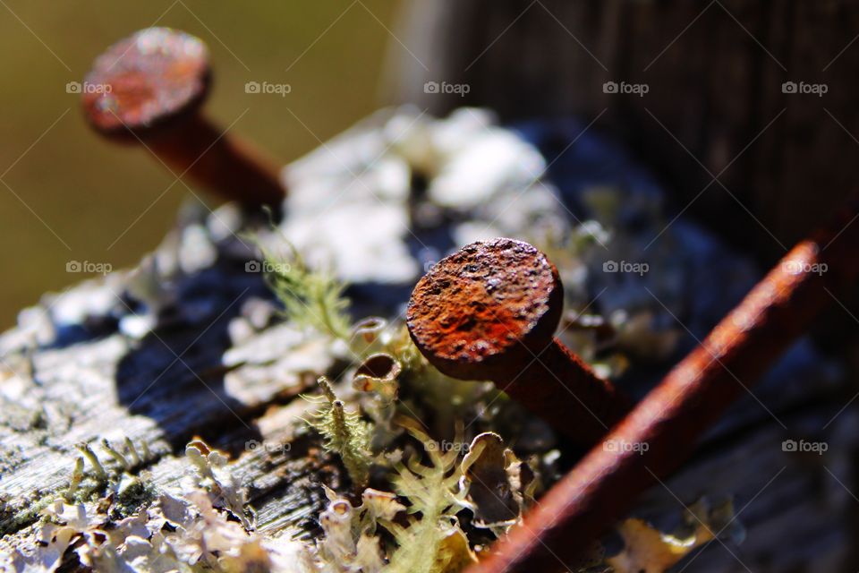 Lichen grows on an antique
