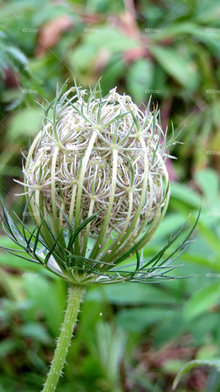Incredible plant patterns