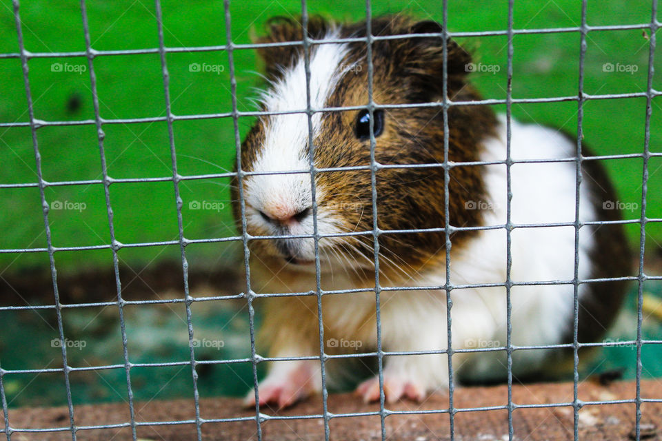 the guinea pig that i saw today at the zoo.