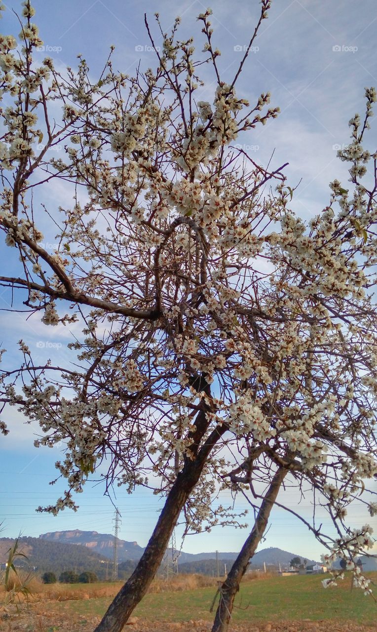 Almond tree
