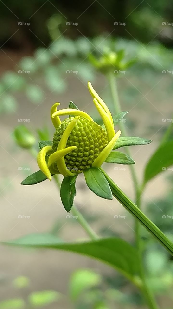 pretty flowers