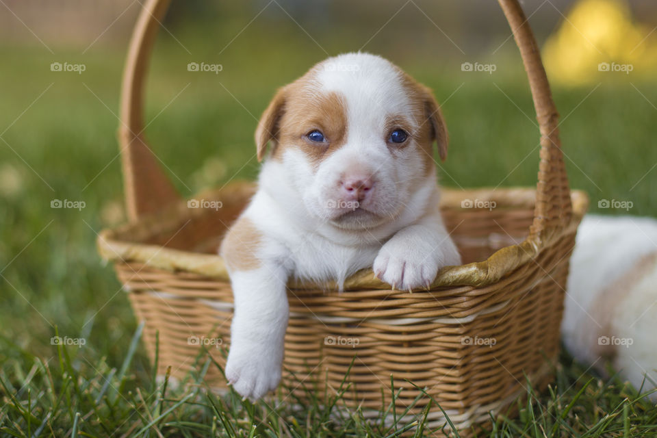 American bulldog puppy