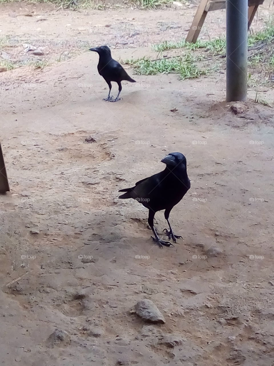 Crows