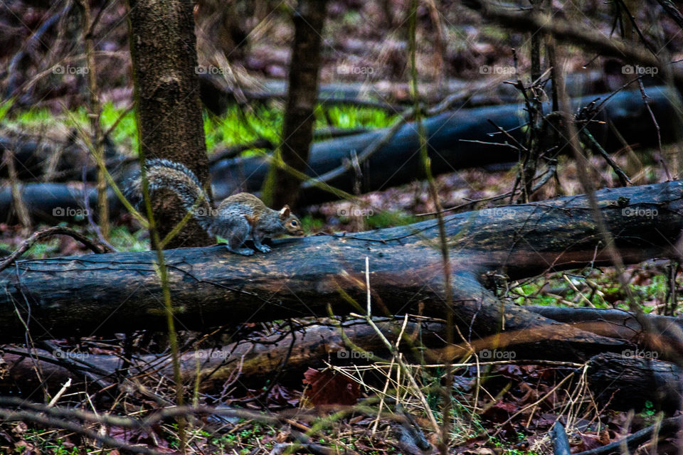 Camouflaged squirrel foraging 