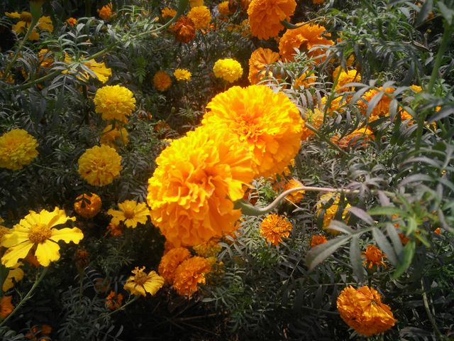flowers