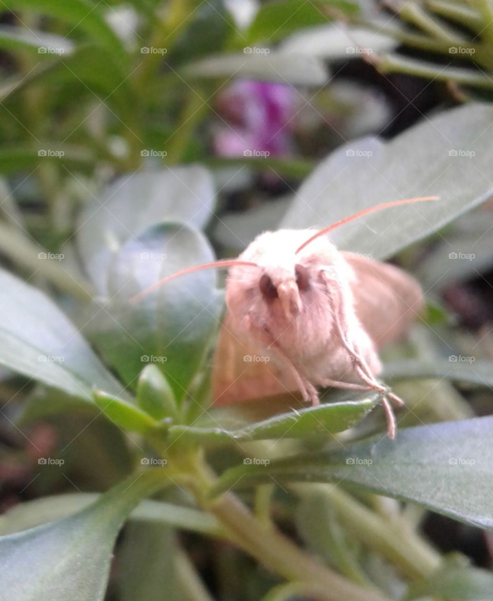 sweet brown eye moth you looking at me