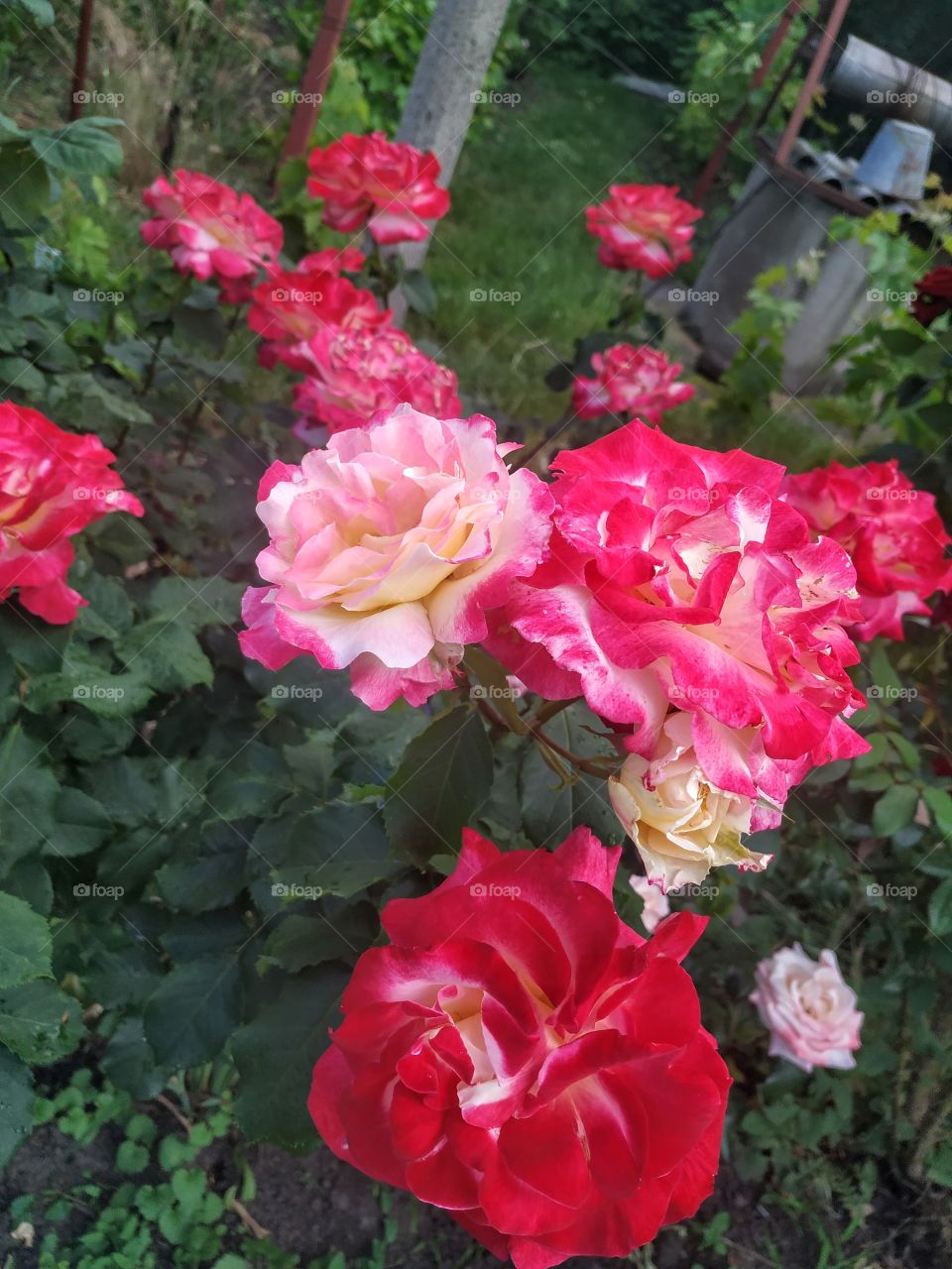 Fragrant roses