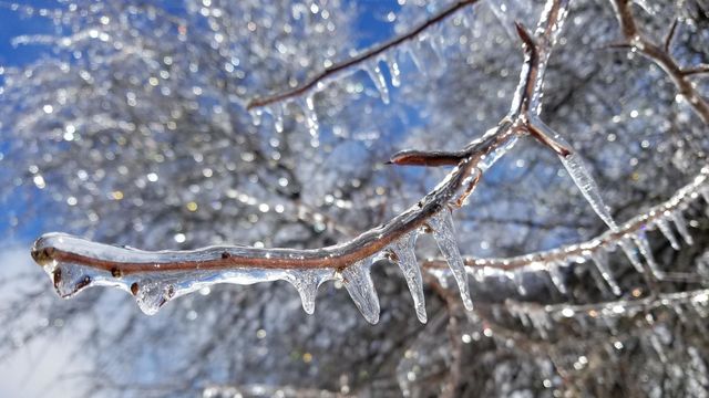 Icy Trees