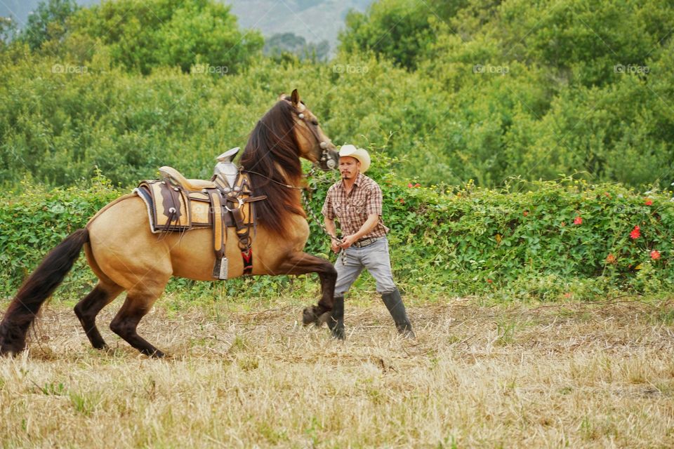 Cowboy Training A Horse On A Ranch