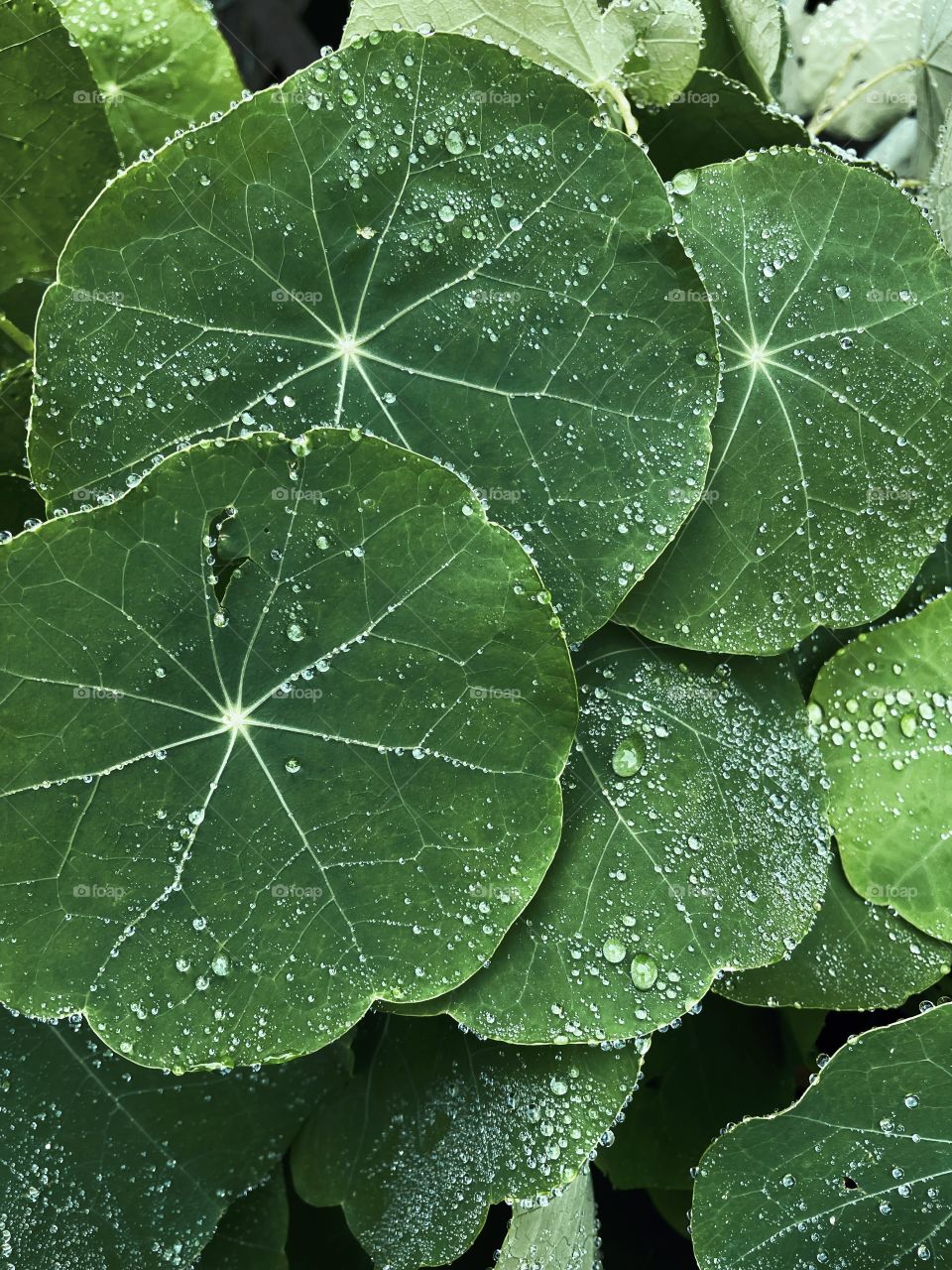 Clover patch covers leaf rainfall green raindrops waterdrops droplets wet water rain drop outside nature outdoors elements dew dewdrops plant plants leafs Grass splashes phone photography