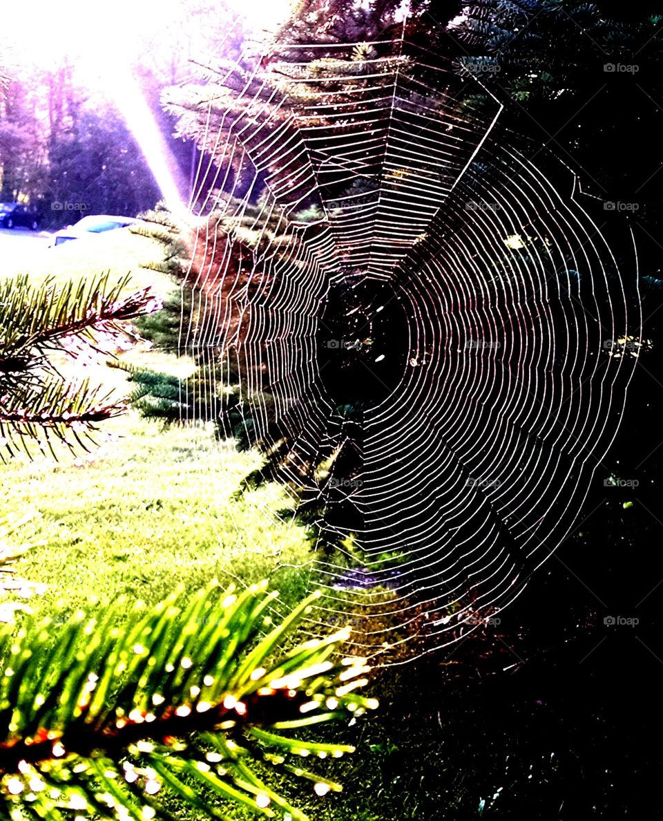 WEB. I took this pic in New Jersey of a spider web in the trees while trying to get a pic of the sunrise.