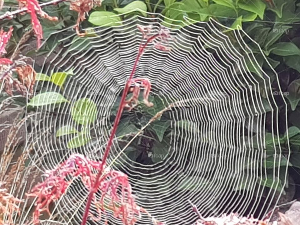 Spiderweb on flowers