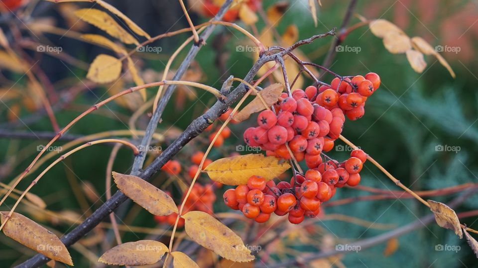 Nature, Leaf, Tree, Fall, Flora