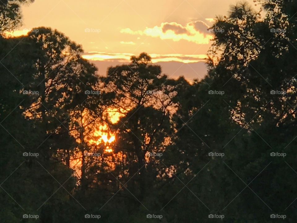 Blazing sunset viewed through the forest.