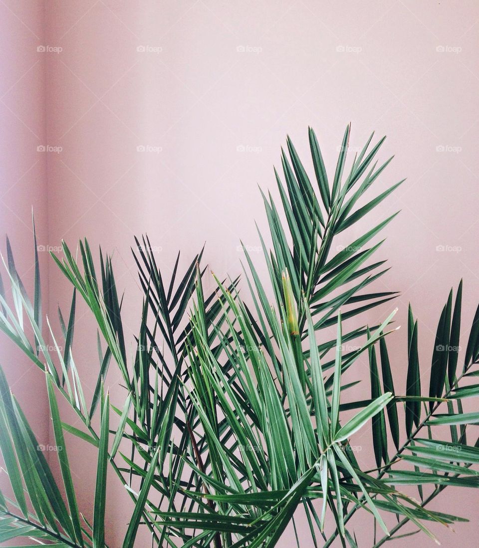 Palm leaves on a pink wall