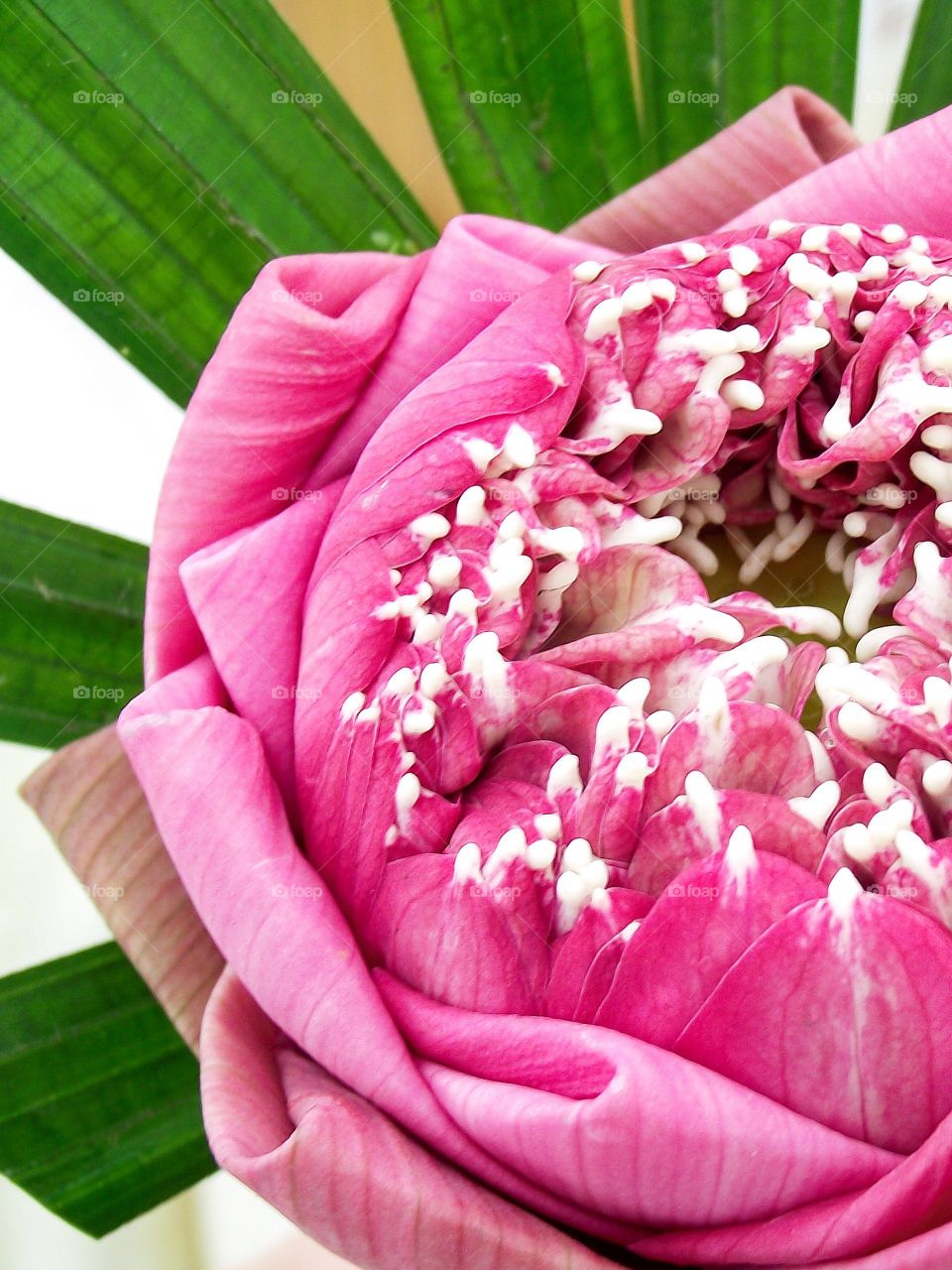pink lotus flower . beautiful flower