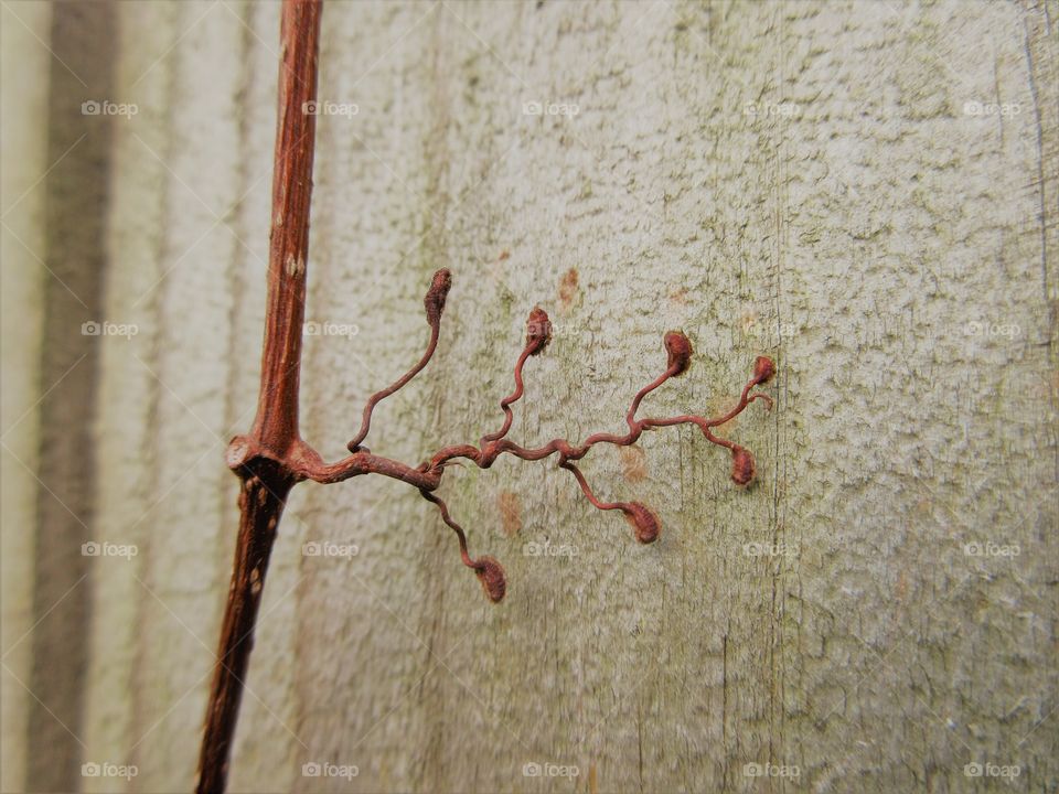 closeup of vine seeds