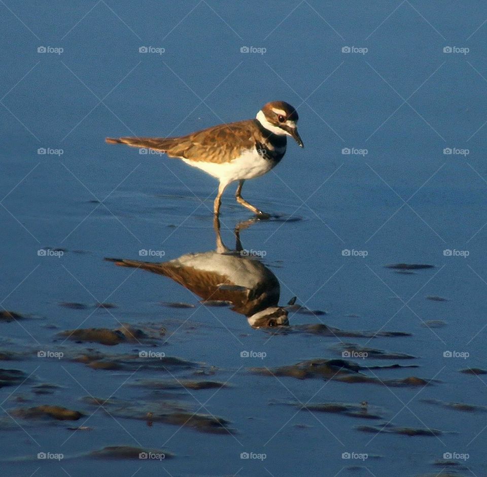 Killdeer Wading in the Shallows