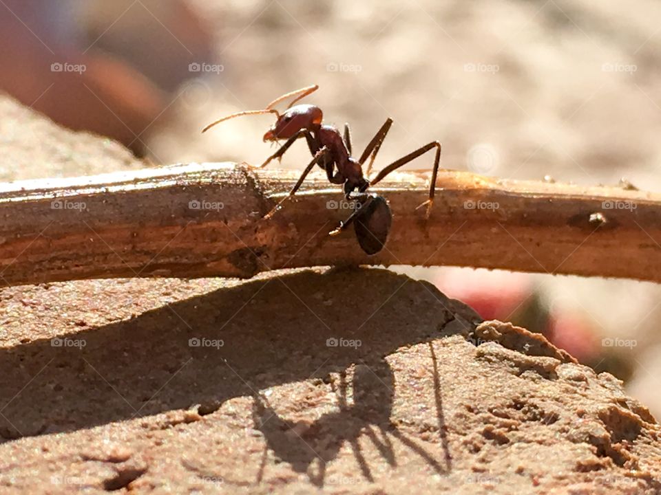 Australian worker ant climbing a stick, closeup full body view 
