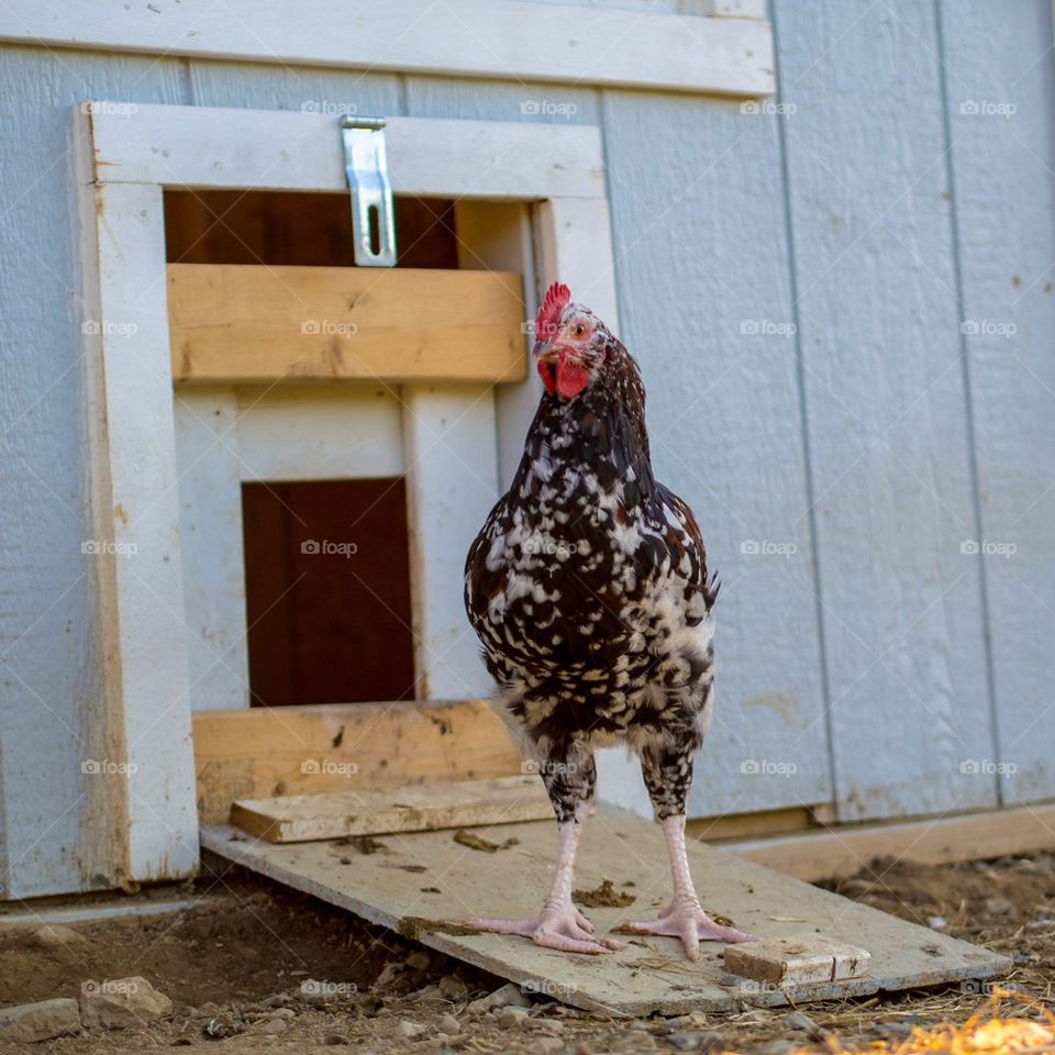 Rooster on the lookout