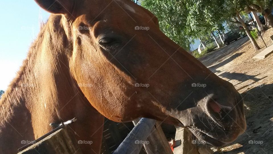 Head of a brown horse in a farm in Sardinia, Italy