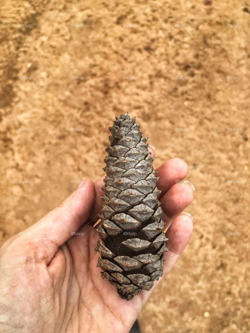 Don’t see many pine cones here in Orlando, so had to pick myself some in Alabama as a keepsake. 