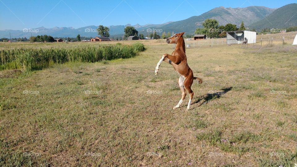 playful foal