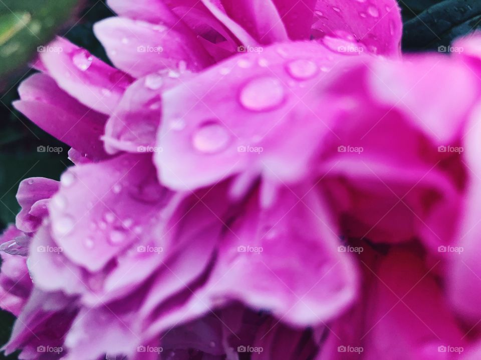 Closeup of beauty flower.Macro photo