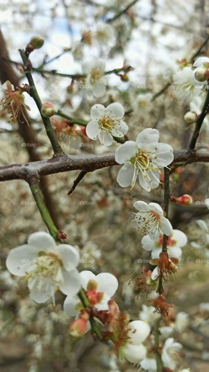 Beautiful flowers in bloom