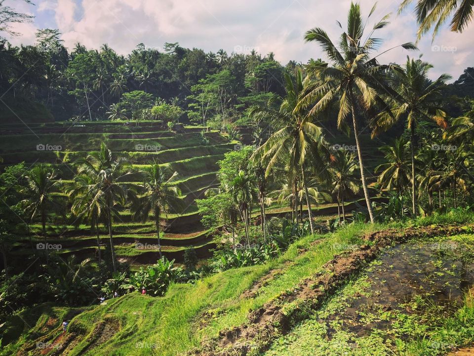 rice fields of Bali
